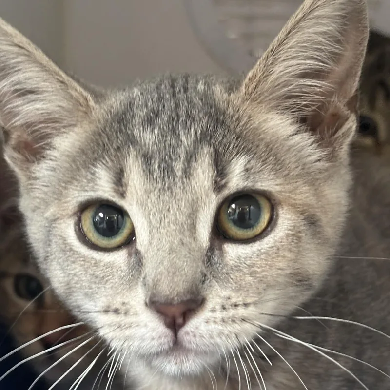 A baby small-sized female Gray / Blue / Silver Domestic Short Hair cat named McMuffin for adoption in Riverside, CA