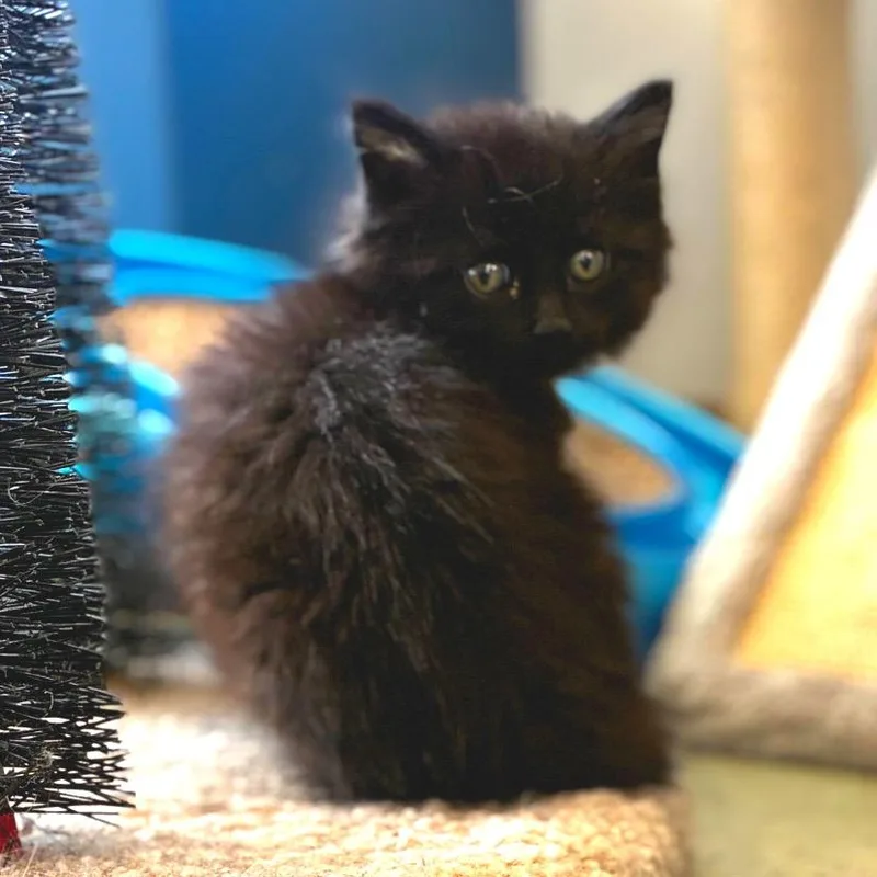 A baby small-sized male Black Domestic Long Hair cat named Coal for adoption in Lebanon, MO