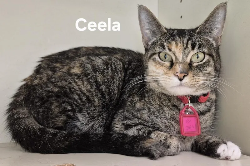 A young medium-sized female Domestic Short Hair cat named Ceela for adoption in Kendallville, IN
