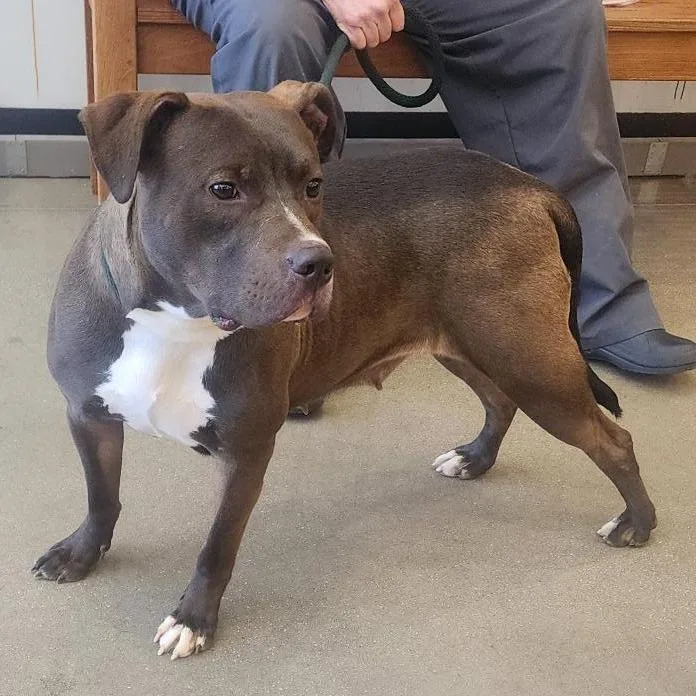 A young large-sized female Brown / Chocolate Pit Bull Terrier dog named Swiss Roll for adoption in York, PA