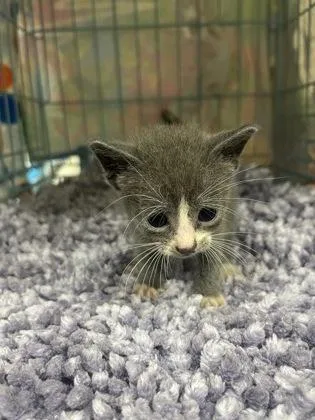 A baby medium-sized female Domestic Short Hair cat named Grace for adoption in Gainesville, FL