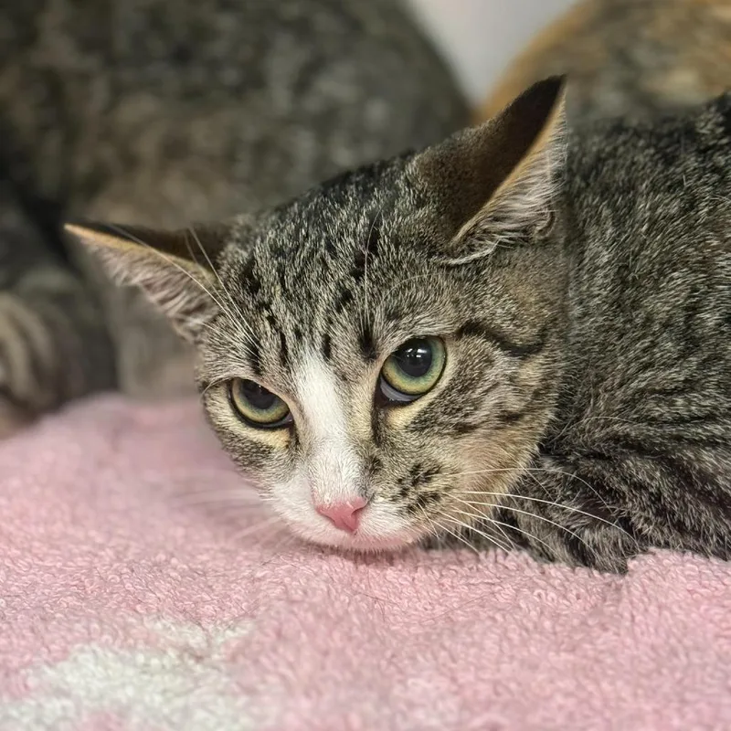 A young medium-sized female Brown / Chocolate Domestic Short Hair cat named Etta for adoption in Martinsville, VA