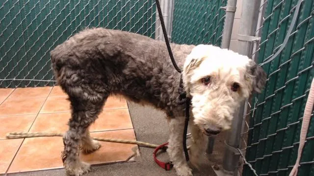 An adult medium-sized female Old English Sheepdog dog named Soy for adoption in Downey, CA