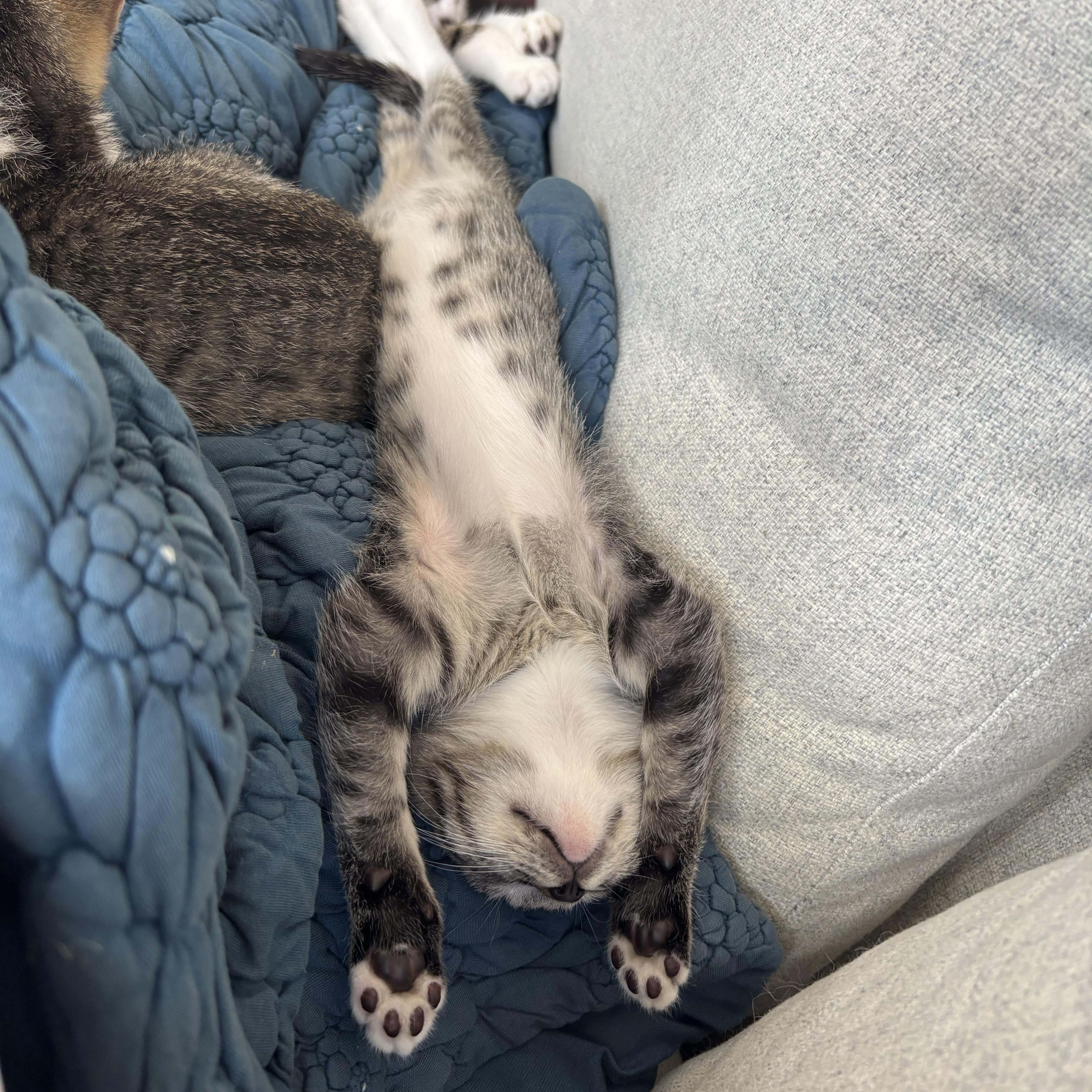 A baby medium-sized female Tabby (Gray / Blue / Silver) Domestic Short Hair cat named Shredder for adoption in Chicago, IL