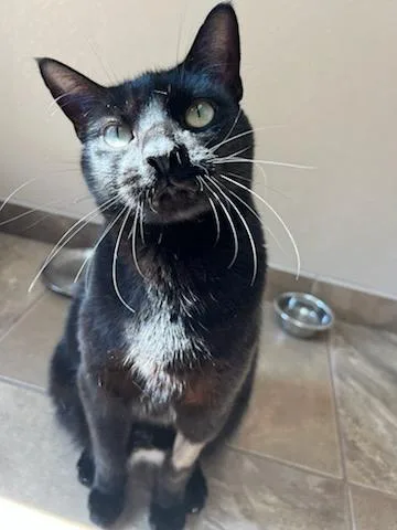 An adult large-sized male Black Domestic Medium Hair cat named Mushu for adoption in Tallahassee, FL