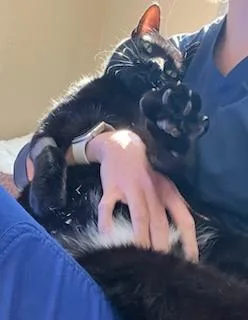 Mushu thumbnail 6