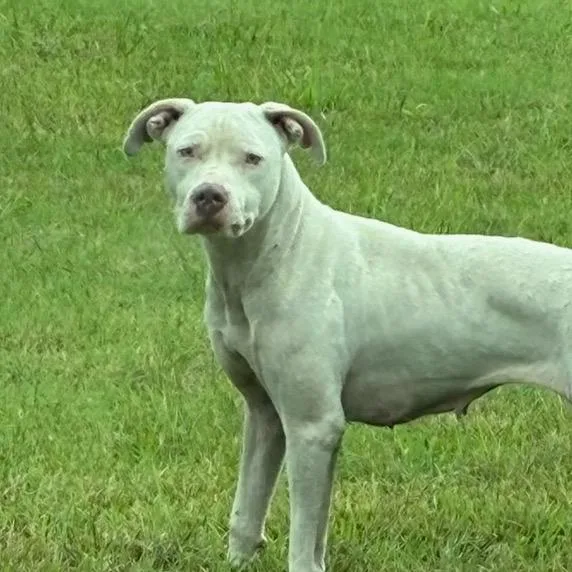 An adult medium-sized female White / Cream Cane Corso dog named Jemimiah for adoption in East Saint Louis, IL