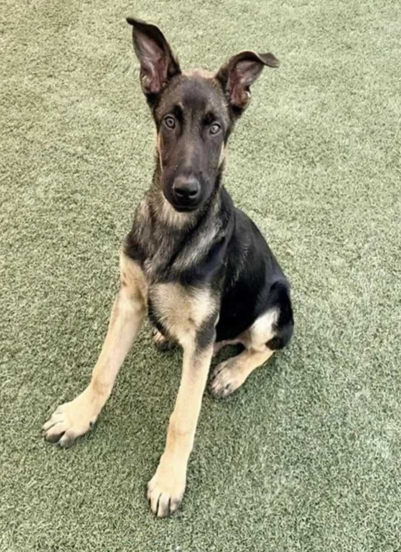 A baby large-sized male German Shepherd Dog dog named Atlas for adoption in Salinas, CA