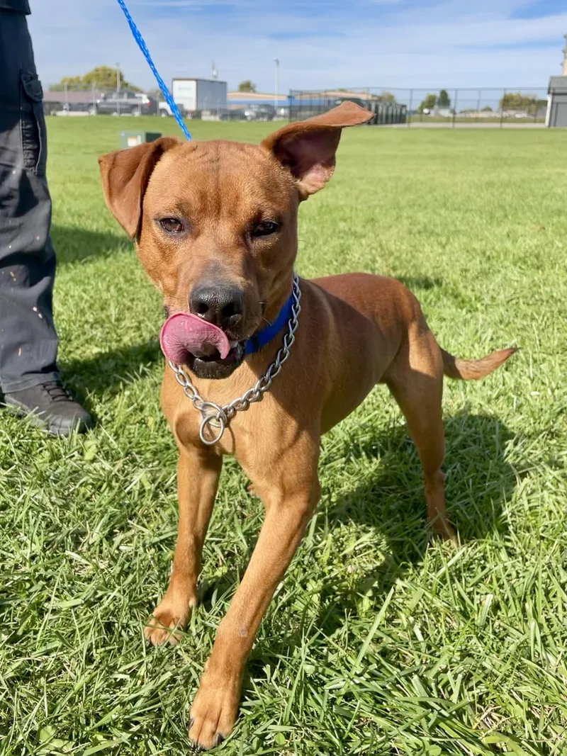 A young medium-sized male Red / Chestnut / Orange Mixed Breed dog named Ty for adoption in Washington Court House, OH