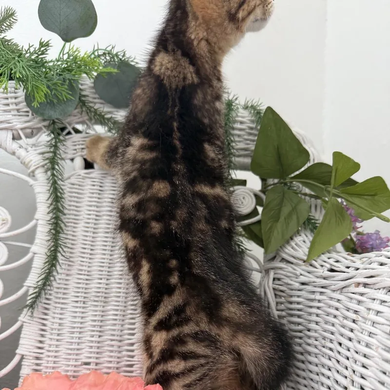 A baby small-sized female Brown / Chocolate Domestic Short Hair cat named Lush Lion for adoption in Eaton Rapids, MI