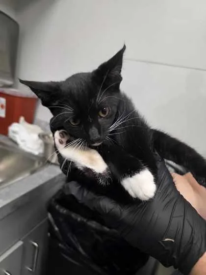 A baby small-sized male Domestic Short Hair cat named Nolan for adoption in Sevierville, TN