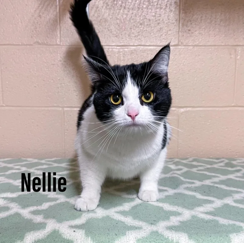 Nellie