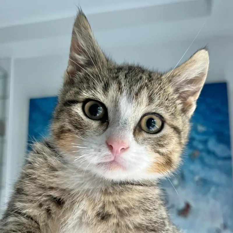 An adult medium-sized male Brown / Chocolate Domestic Short Hair cat named Alford Orchard for adoption in Mount Laurel, NJ