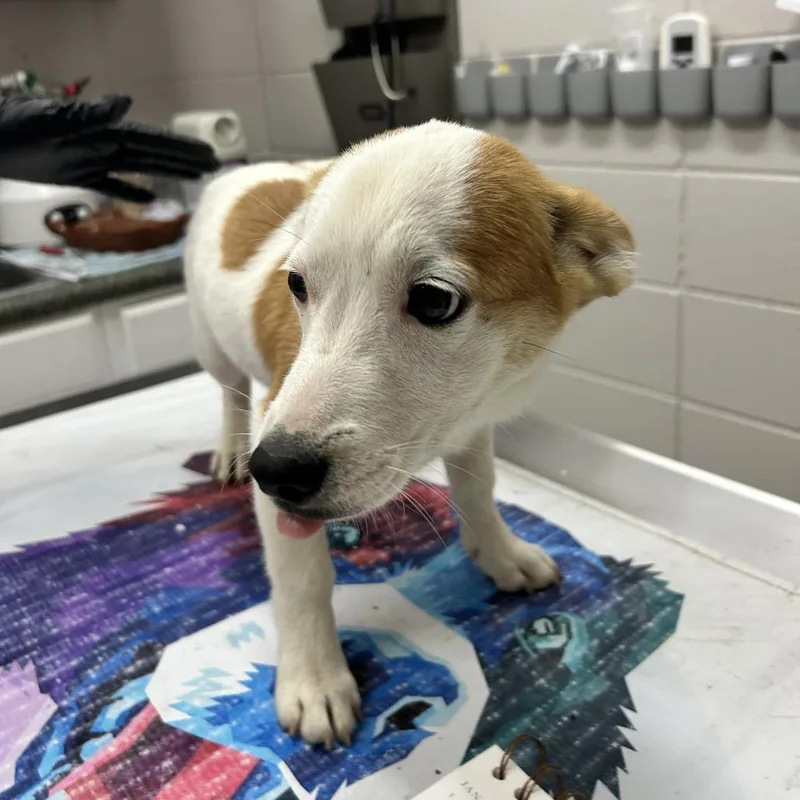 A baby medium-sized female Yellow / Tan / Blond / Fawn Mixed Breed dog named Shortstack for adoption in Huntsville, AL