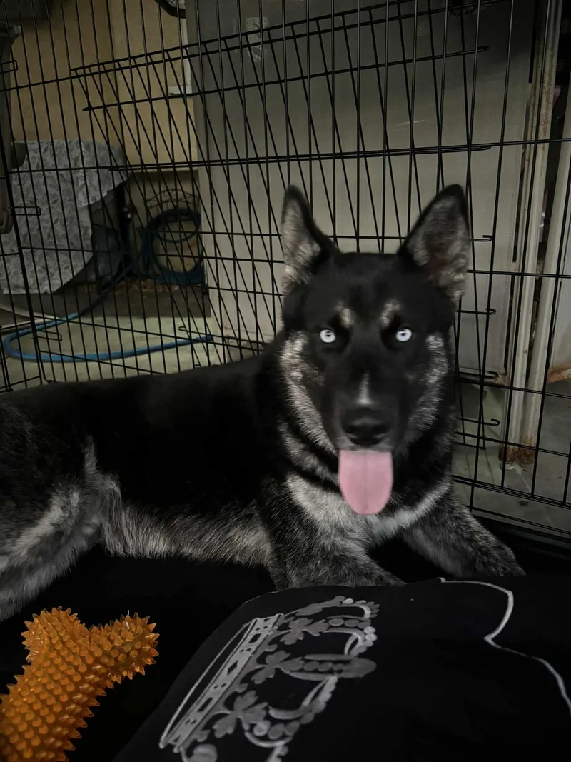 A young large-sized male Husky dog named Manolo for adoption in Woodland Hills, CA