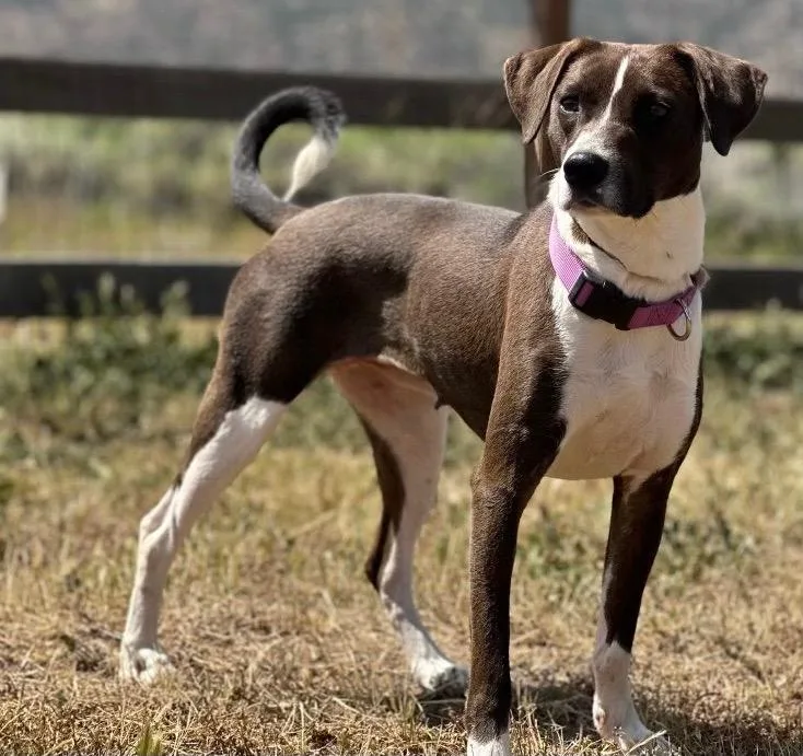 A young medium-sized female Pit Bull Terrier dog named Diamond for adoption in Tehachapi, CA