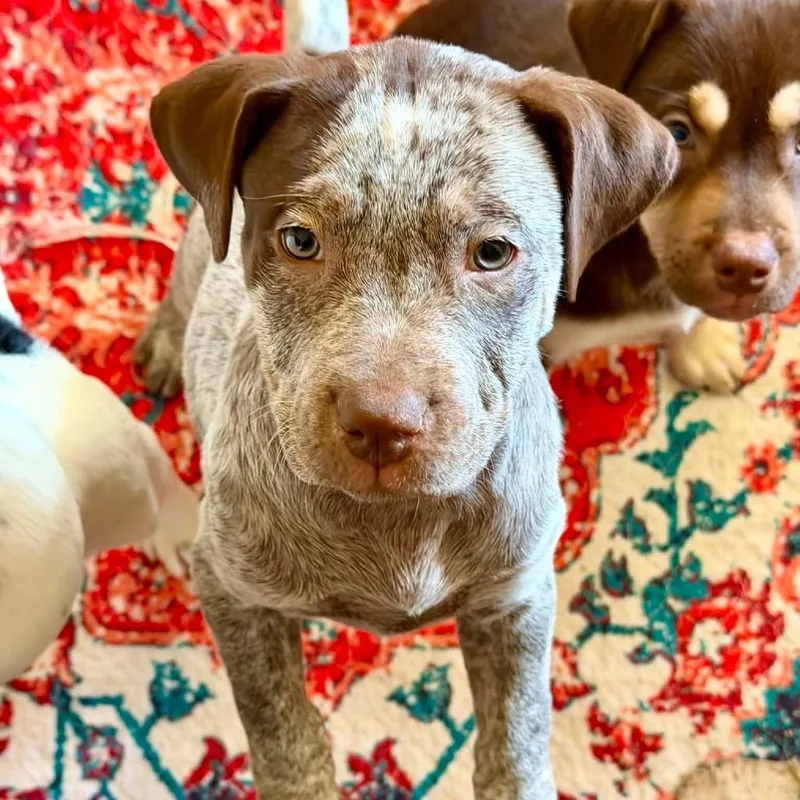 Moon LH thumbnail 3