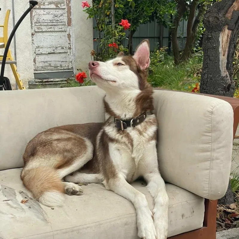 A young medium-sized female Brown / Chocolate Husky dog named Fiona for adoption in Bartonsville, PA