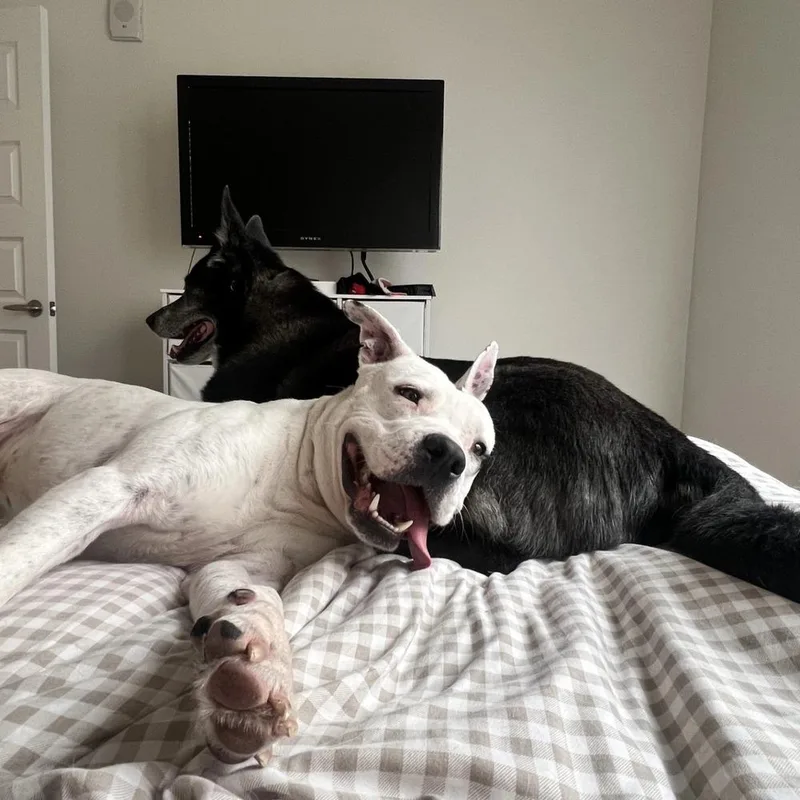 An adult large-sized male Boxer dog named Bud for adoption in Aurora, CO