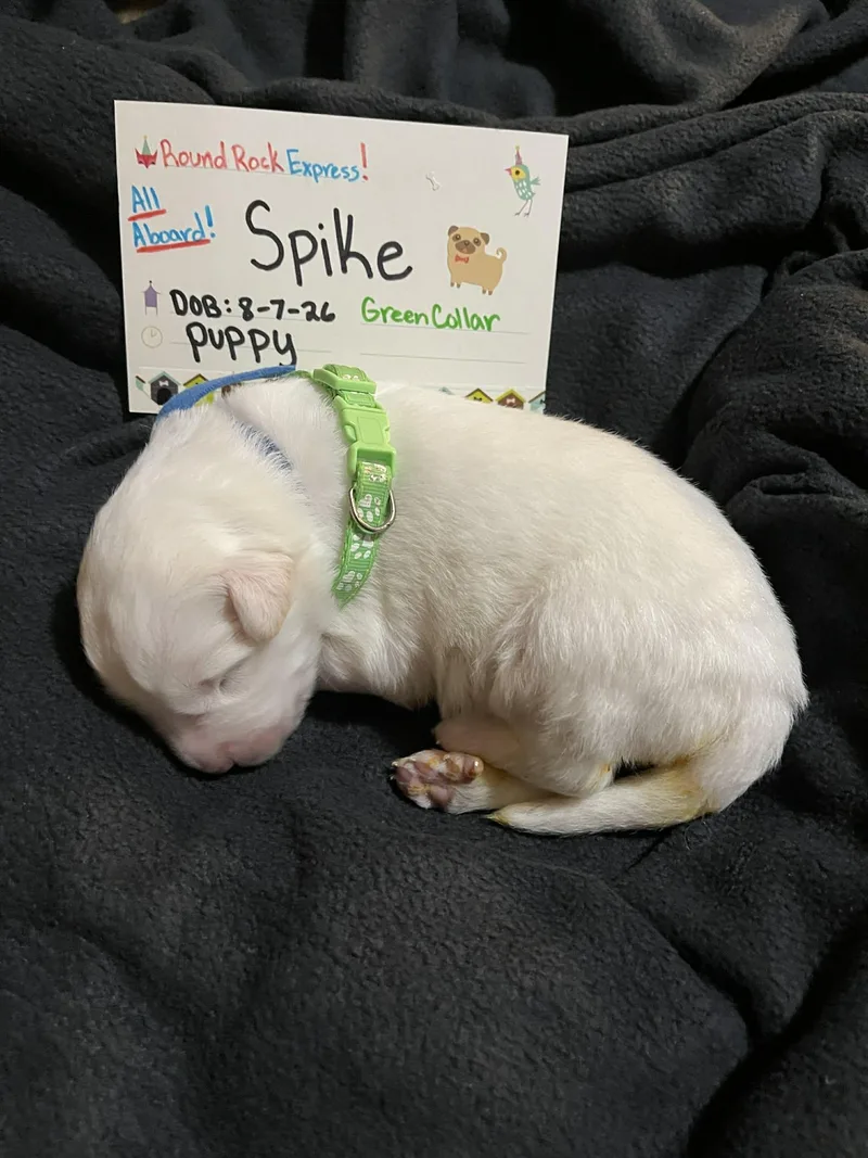 A baby large-sized male Great Pyrenees dog named Spike SAT Texas Icon for adoption in Quinlan, TX