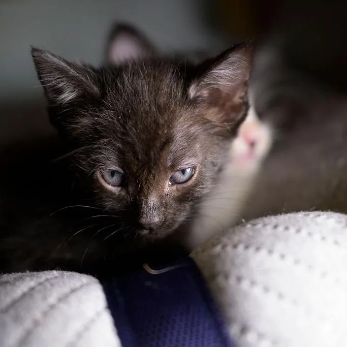 A baby small-sized female White Domestic Short Hair cat named Nala for adoption in Point Richmond, CA