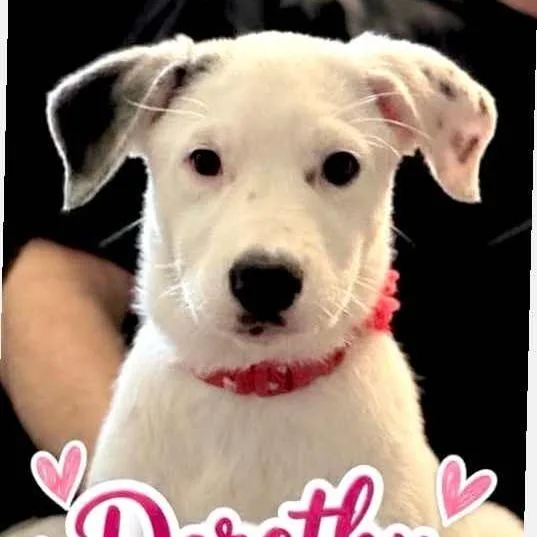 A baby large-sized female Great Pyrenees dog named Dorothy for adoption in Columbia, MD