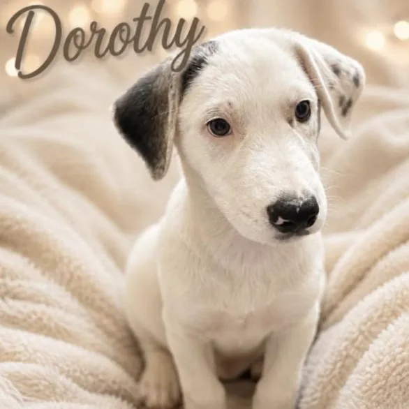 Dorothy thumbnail 2