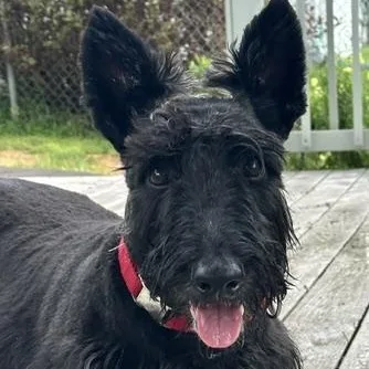 An adult small-sized male Black Scottish Terrier dog named Roscoe for adoption in Omaha, NE