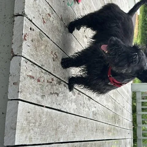 Roscoe thumbnail 4