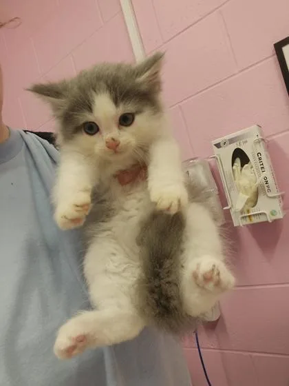 A young small-sized female Domestic Short Hair cat named Gerbera for adoption in Columbus, IN