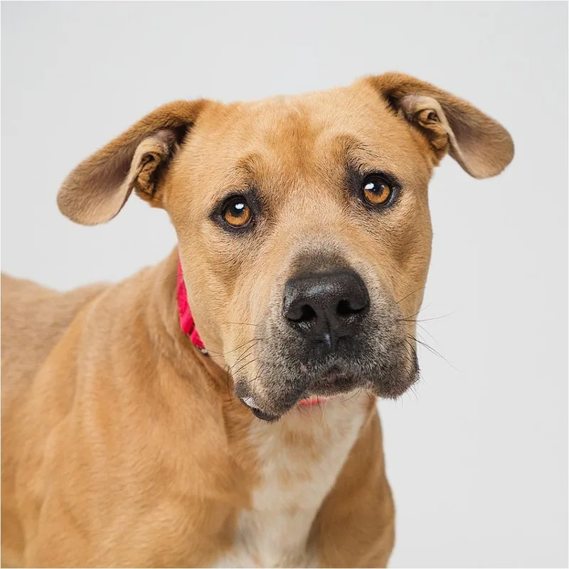 An adult medium-sized male Yellow / Tan / Blond / Fawn Pit Bull Terrier dog named Chuy for adoption in Palm Springs, CA