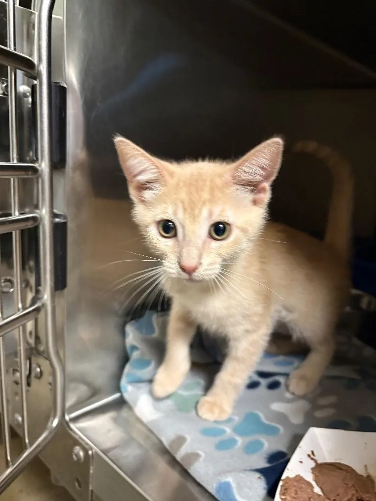 A baby small-sized female Domestic Short Hair cat named Skittles for adoption in Ocala, FL