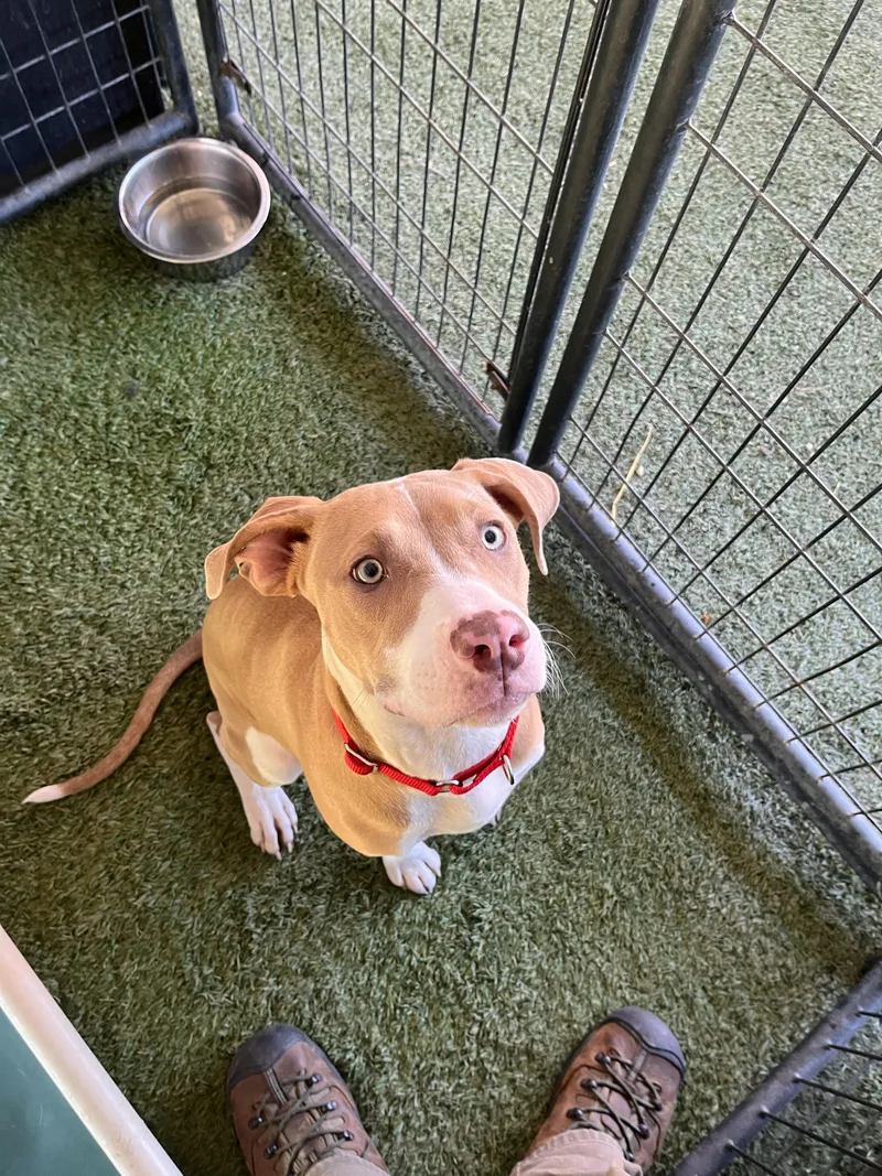 A baby medium-sized female Golden American Staffordshire Terrier dog named Nala for adoption in Grass Valley, CA
