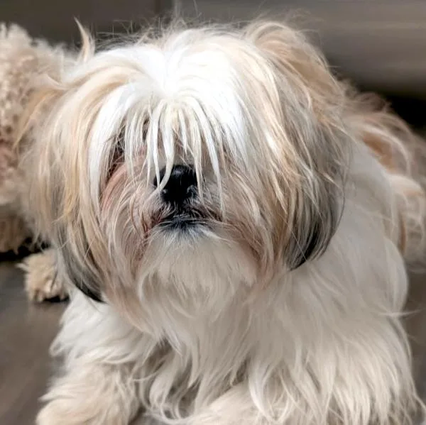 An adult small-sized female Maltese dog named Ruth for adoption in Des Moines, IA