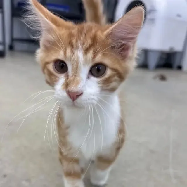 A baby small-sized male Buff / Tan / Fawn Domestic Long Hair cat named Cosmo for adoption in Richmond, MO