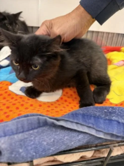 A baby small-sized male Domestic Medium Hair cat named Kiko for adoption in Van Nuys, CA