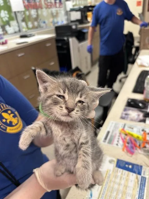 A baby small-sized female Domestic Short Hair cat named Tootsie for adoption in Louisville, KY