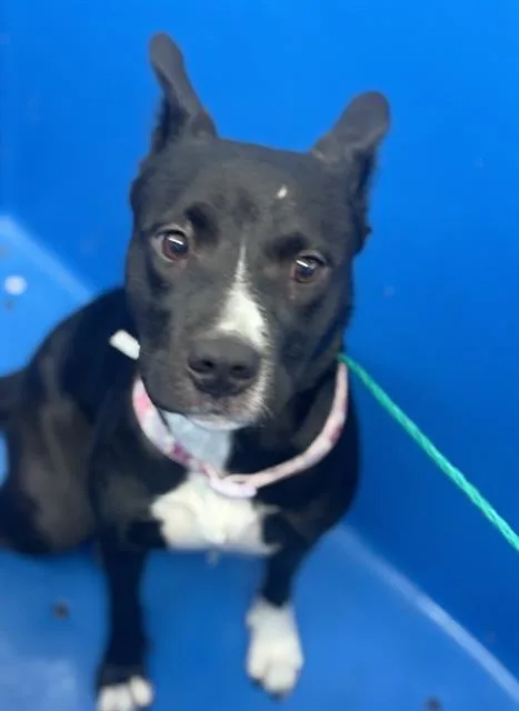 A young large-sized female Mixed Breed dog named Nimbus for adoption in Dallas, TX
