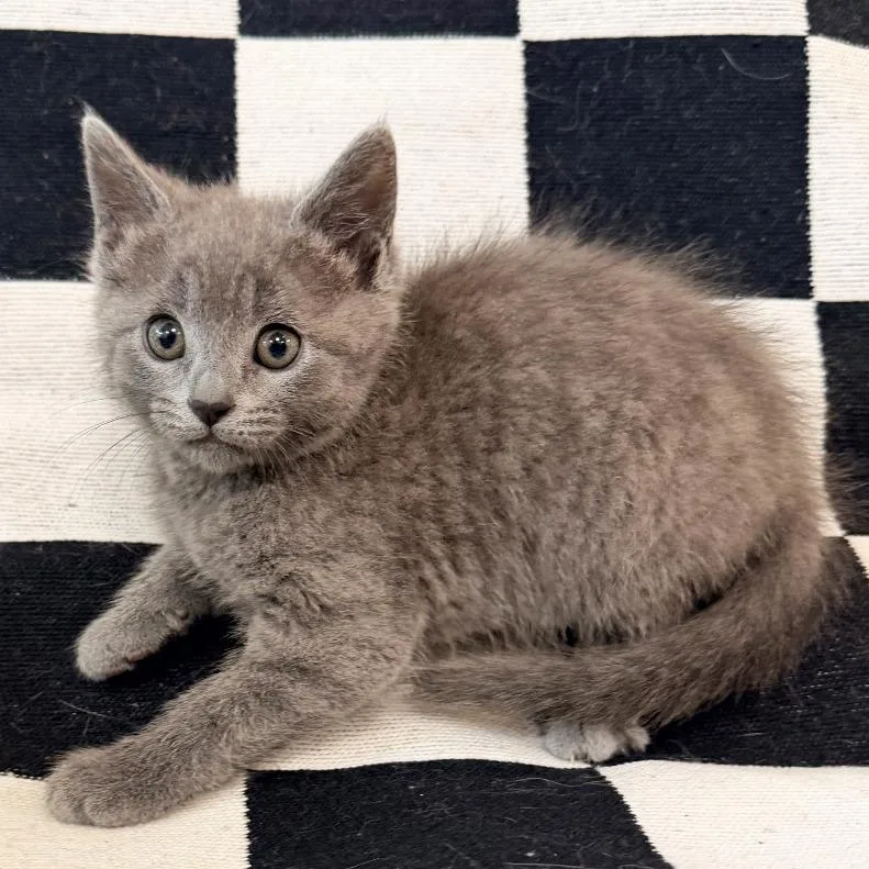 A baby small-sized female Gray / Blue / Silver Domestic Short Hair cat named Kimi Antonelli for adoption in Mount Juliet, TN