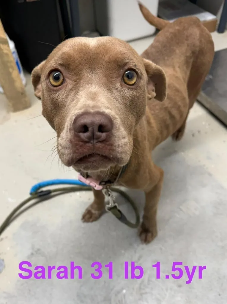 A young medium-sized female Pit Bull Terrier dog named Lily for adoption in Camden, TN