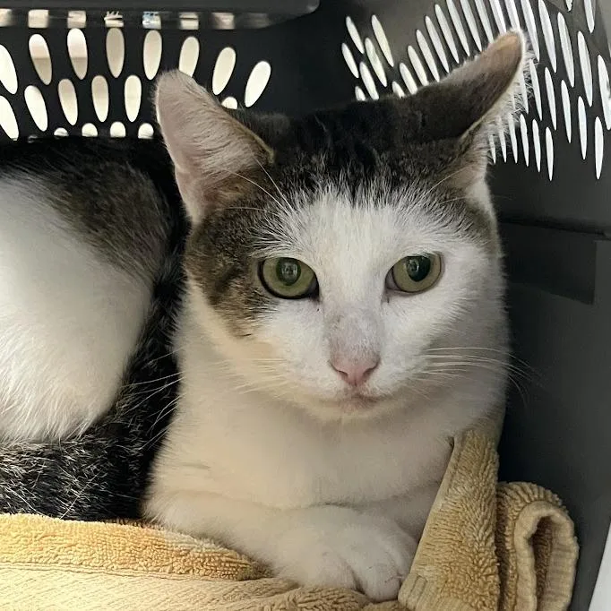 An adult medium-sized male White Domestic Short Hair cat named Snowball for adoption in DeKalb, IL