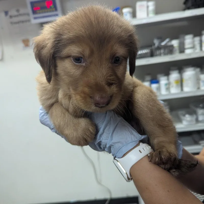 A baby small-sized male Brown / Chocolate Labrador Retriever dog named Butterball for adoption in Parrish, AL