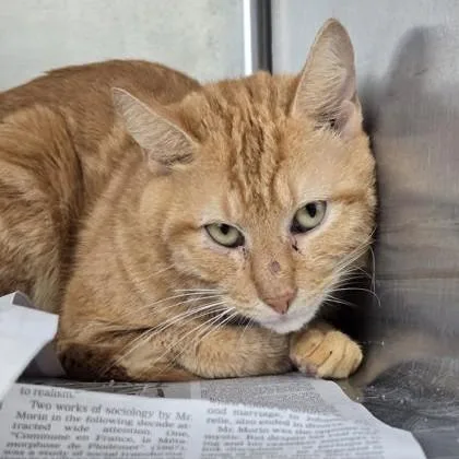 An adult medium-sized male Tabby (Orange / Red) Domestic Short Hair cat named Seagull for adoption in Phoenixville, PA