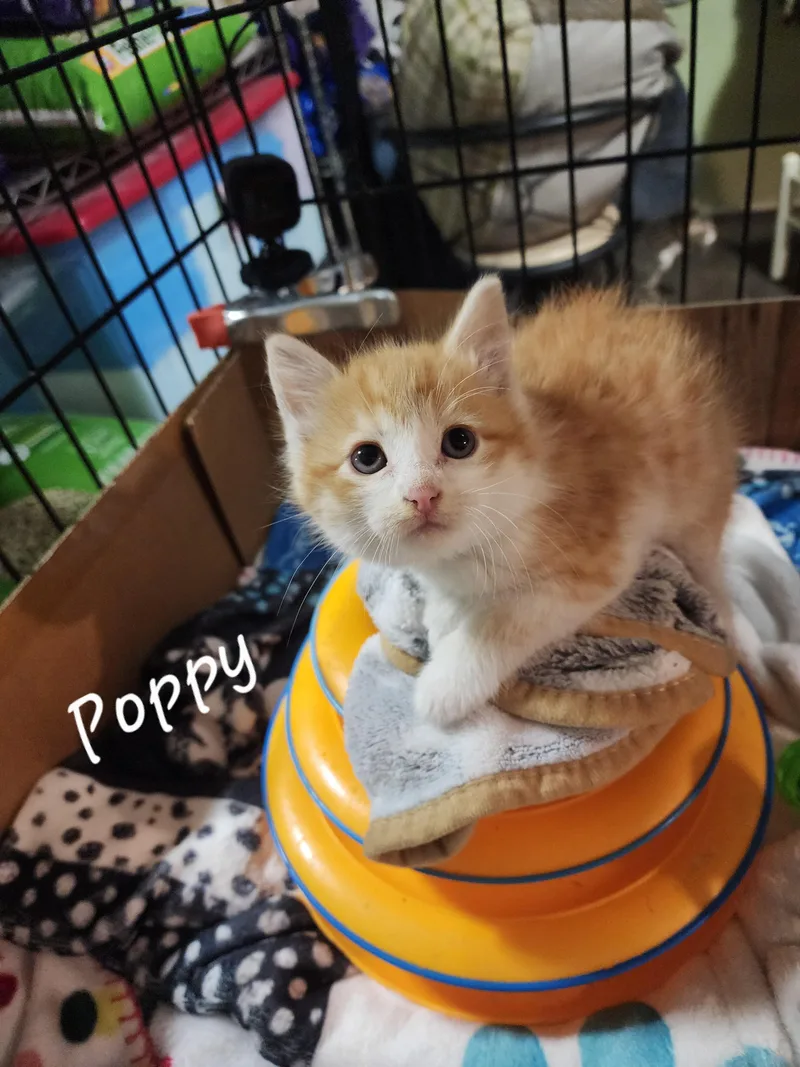 A baby medium-sized female Orange & White Domestic Short Hair cat named Poppy for adoption in Waterloo, IA