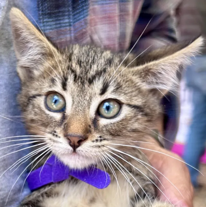 A young large-sized male Tabby (Brown / Chocolate) Tabby cat named Skeletor for adoption in Greenfield, CA