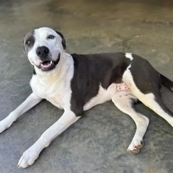 An adult medium-sized female Gray / Blue / Silver Pit Bull Terrier dog named Lisa Marie for adoption in Winder, GA