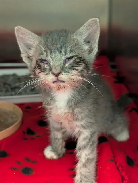 A baby small-sized male Domestic Short Hair cat named Stevie for adoption in Dallas, TX