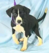 A young large-sized female Shepherd dog named Nicky for adoption in Kansas City, MO