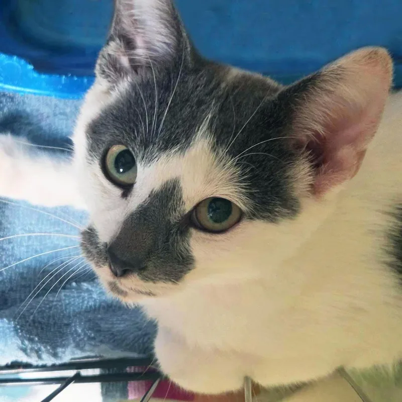 A baby medium-sized male Gray / Blue / Silver Domestic Short Hair cat named Draco for adoption in Plover, WI