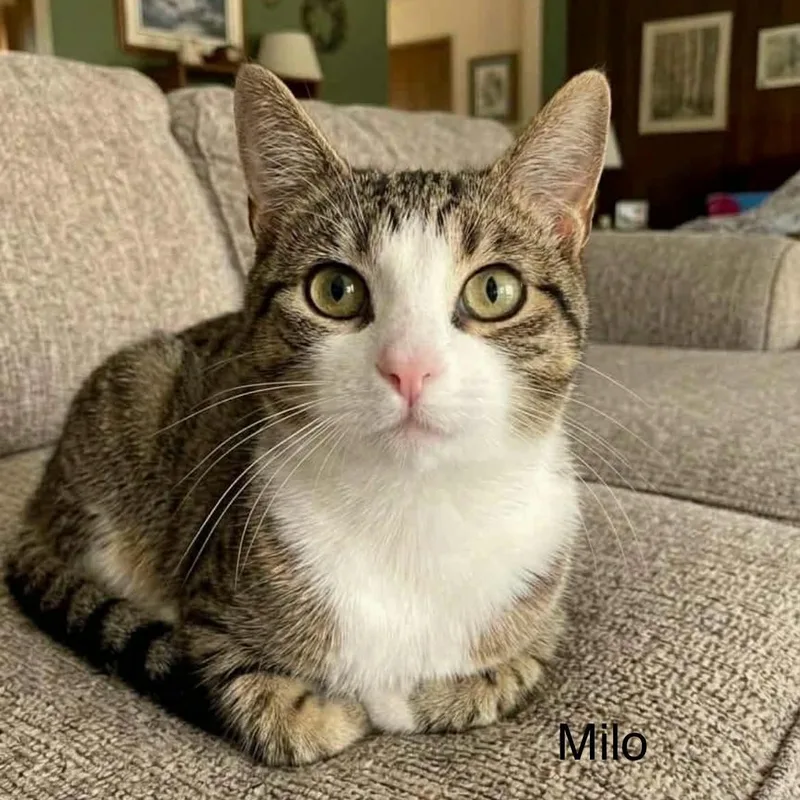 A baby medium-sized male Tabby (Buff / Tan / Fawn) Tabby cat named Milo for adoption in Wyandotte, MI